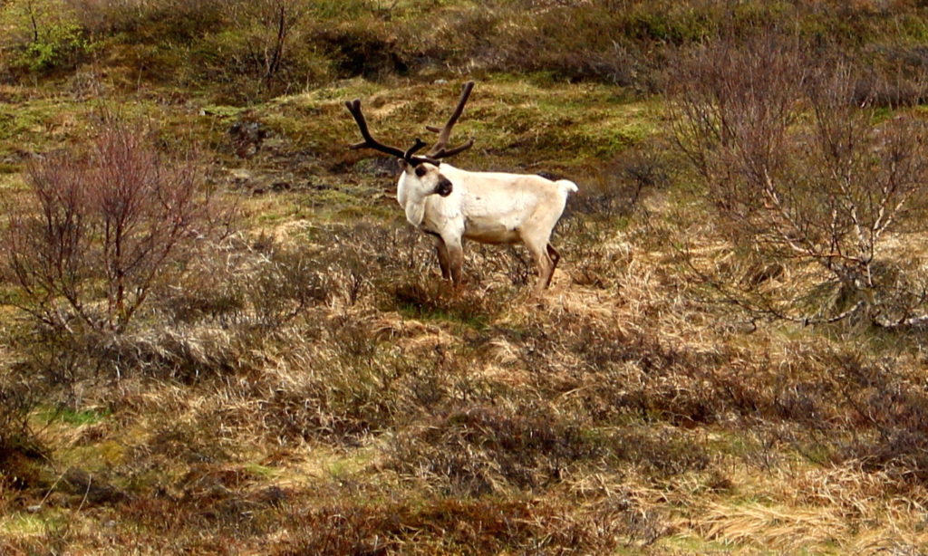 The reindeer (Rangifer Tarandus