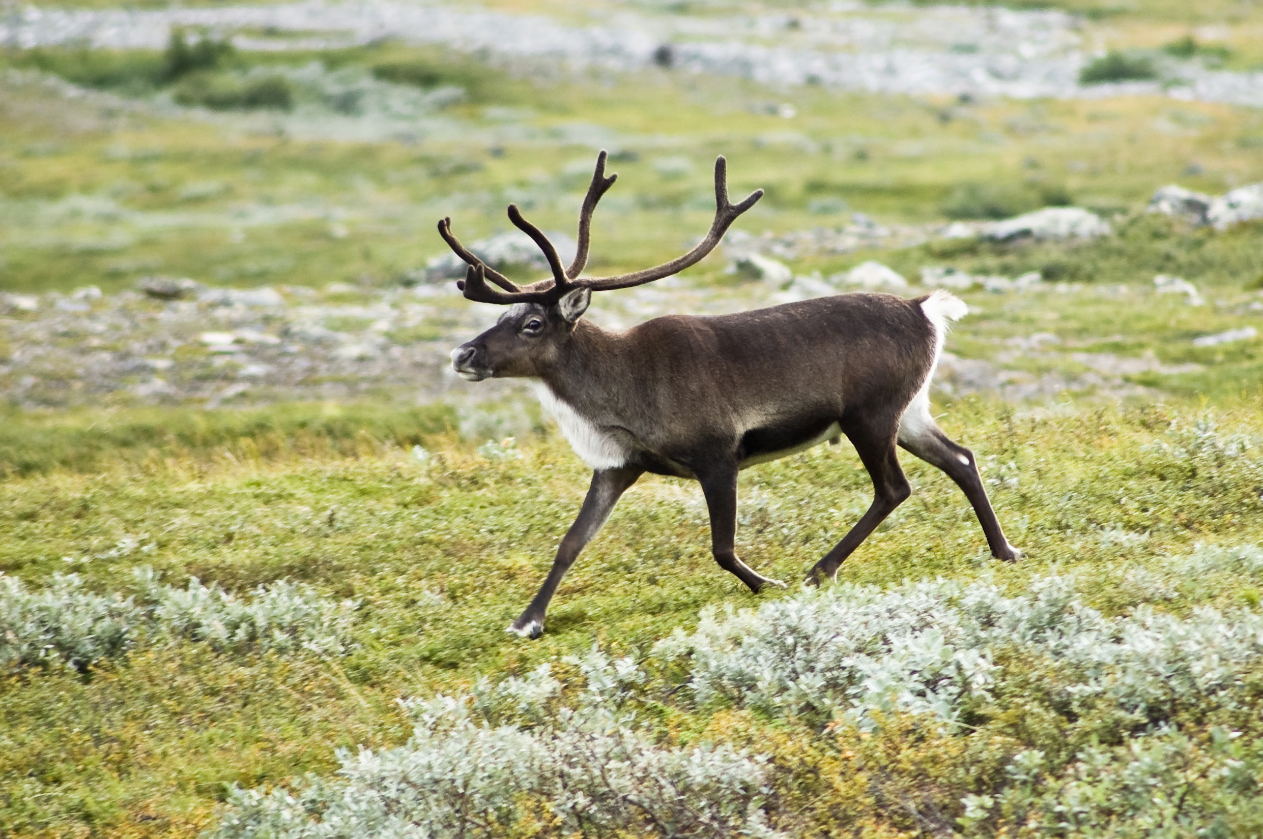 Iceland Animals