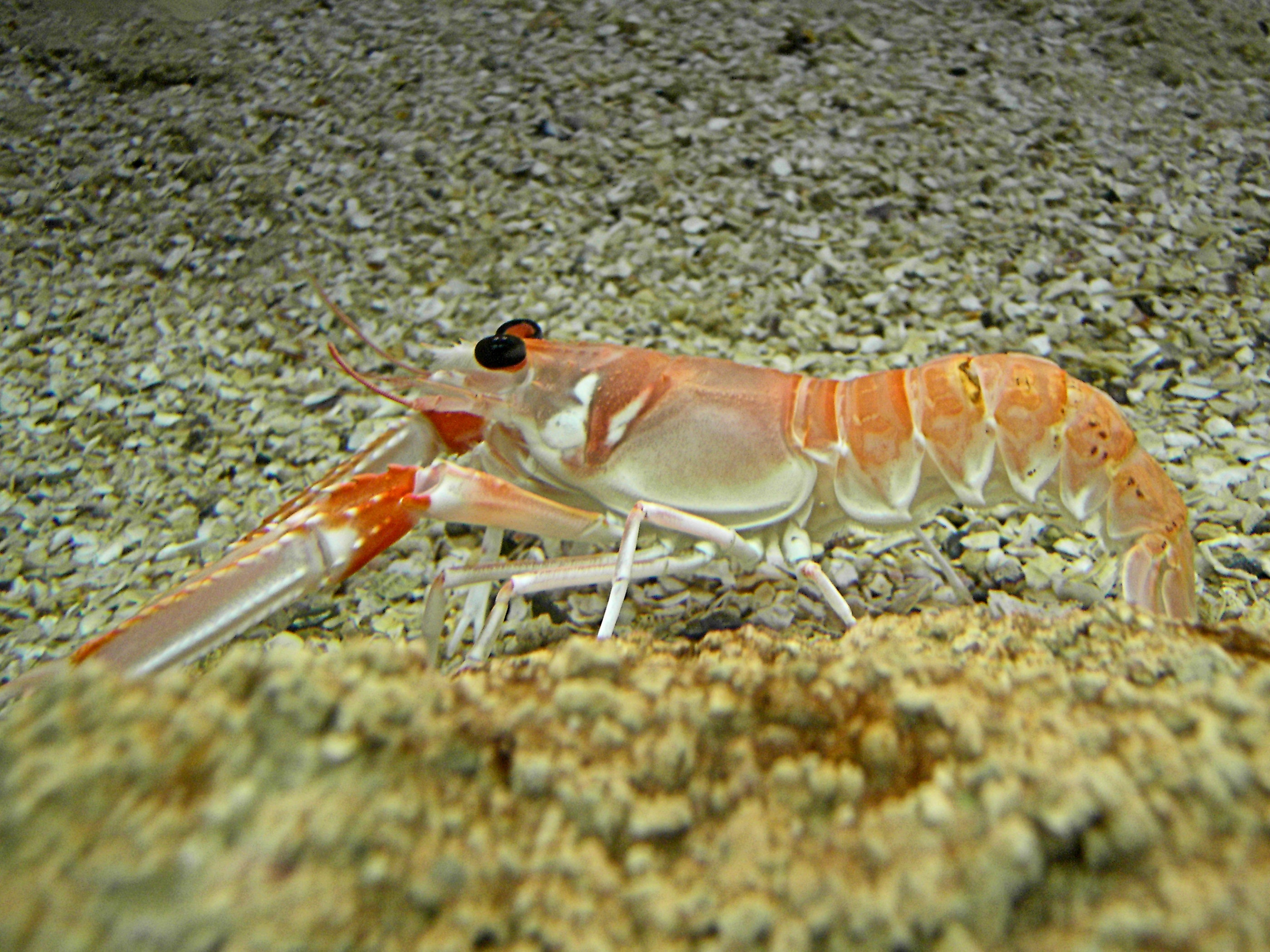 Norway Lobster - NAT