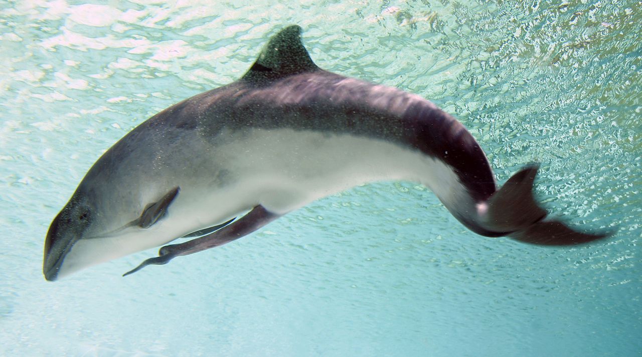 harbor porpoise teeth