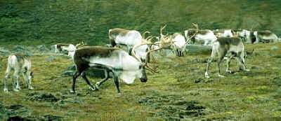 Reindeer in Iceland