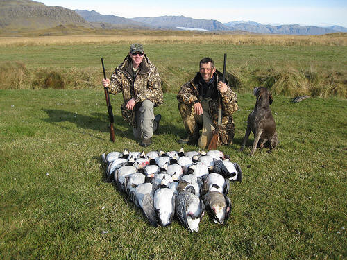 Hunting goose in Iceland
